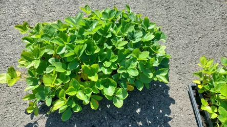 Mansikka Malwina LTK 66 kpl - Mansikat - AB10010012047 - 1