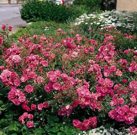 Mirato Tantop Royal - Ryhmäruusut - 4015319907427 - 1