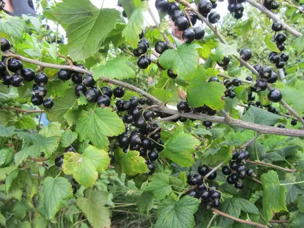 Mustaherukka Hedda FinE® - Herukat - 3945085485717 - 1