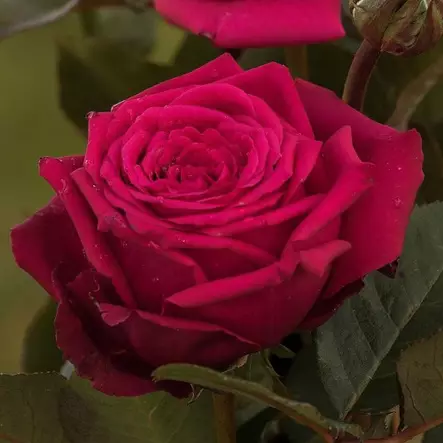 Noblesse Tantop Royal - Ryhmäruusut - AB10010010977 - 1