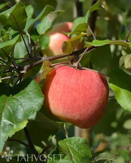 Omena Suometar 6-8 - Satoikäiset - AB10010012277 - 1