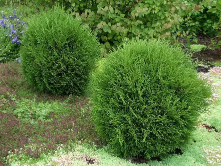 Pallotuija Tiny Tim - Tuijat - AB10010012247 - 1