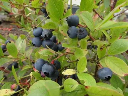 Arnenmustikka Aino - Mustikat - 3940535381267 - 1