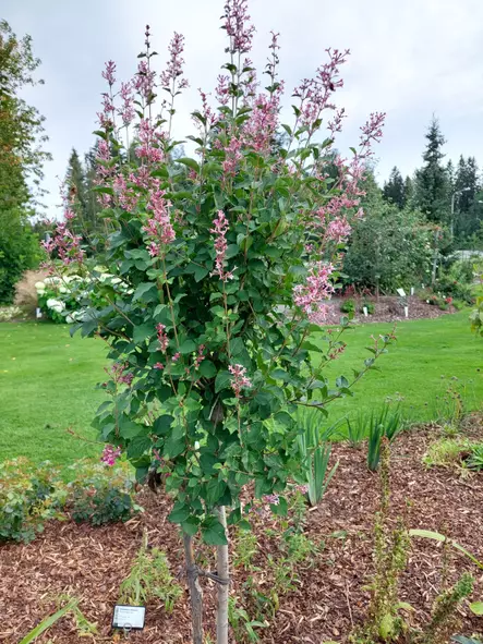 Pikkusyreeni Pink Perfume 80 - Pikkupuut / rungolliset pensaat - 3942253936637 - 1