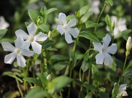 Pikkutalvio Gertrude Jekyll valkoinen - Perennat - 6417481281127 - 1