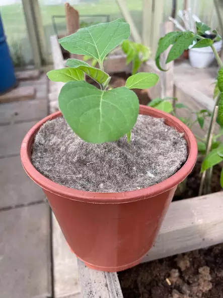 Taimisuoja, halk. 25cm, 5 kpl pkt - Kasvinsuojaus - 6430068433597 - 2