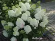 Japaninhortensia Pinkachu® - Astiataimet - 3948135173077 - 1