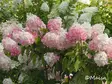 Japaninhortensia Pinkachu® - Astiataimet - 3948135173077 - 2