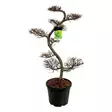 Japaninlehtikuusi bonsai 125+ - Kuuset - AB10010011767 - 1