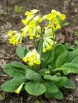 Kevätesikko - Perennat - 6418362100117 - 1