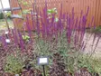 Loistosalvia Caradonna - Perennat - 6417481281837 - 1