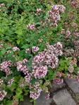 Mäkimeirami - Perennat - 6417481243187 - 1