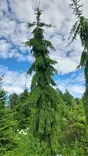 Surukuusi Hienohelma 125-150 - Kuuset - AB10010012517 - 1
