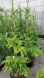 Surukuusi Hienohelma 125-150 - Kuuset - AB10010012517 - 2