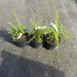 Vuorihemlokki 30-50 - Muut havut - AB10010010437 - 1