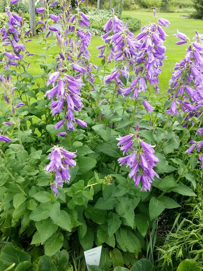 Isoukonkello - Perennat - 6418362109707 - 1