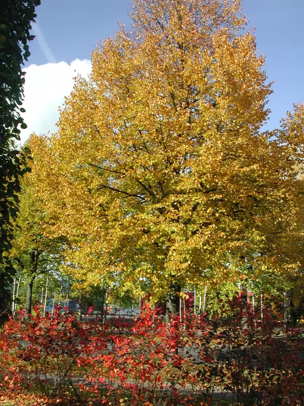 Puistolehmus - Lehtipuut - AB10010012167 - 1