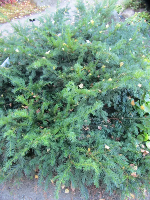 Kääpiöjapaninmarjakuusi Nana - Marjakuuset - AB10010012237 - 1