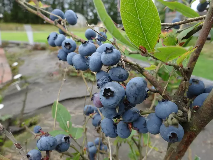 Aaronmustikka 5L Northland - Mustikat - AB00000000037 - 1