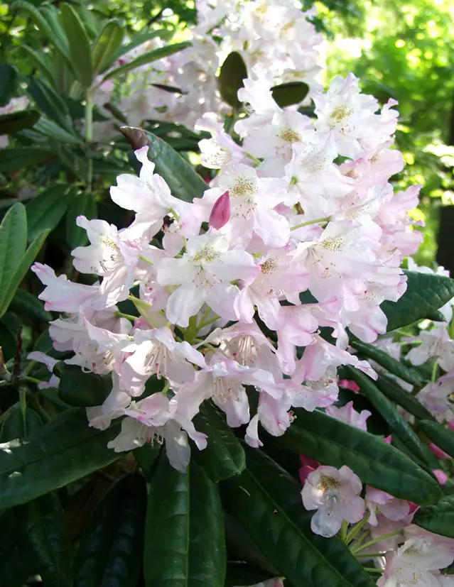 Alppiruusu St. Michel 25-40 cm - Alppiruusut - 3941133992497 - 1