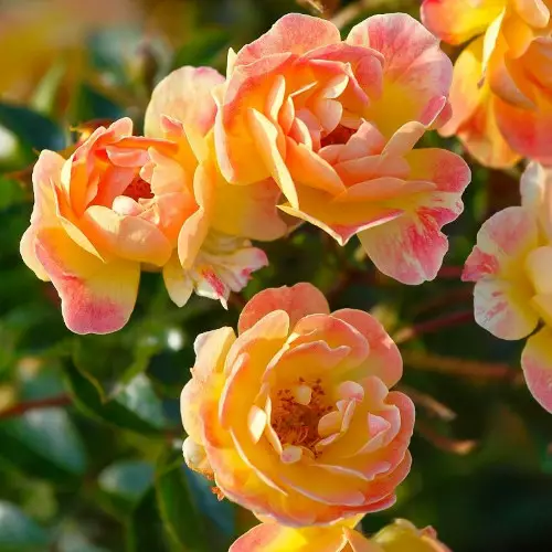 Bienenweide Fruity Tantop Royal - Ryhmäruusut - 4015319929177 - 1