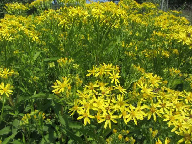 Dorianvillakko - Perennat - 6417481276307 - 1