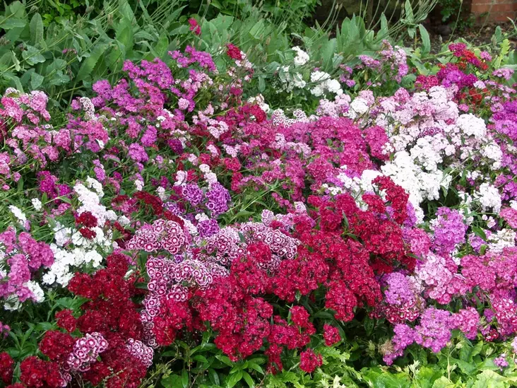 Harjaneilikka - Perennat - 6417481270497 - 1