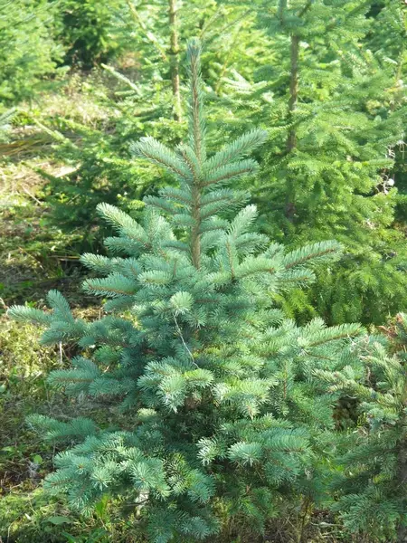 Hopea-/ okakuusi - Kuuset - 3941823441717 - 1