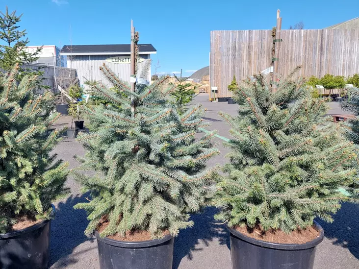 Hopeakuusi Super Blue Seedling - Kuuset - AB10010012377 - 1