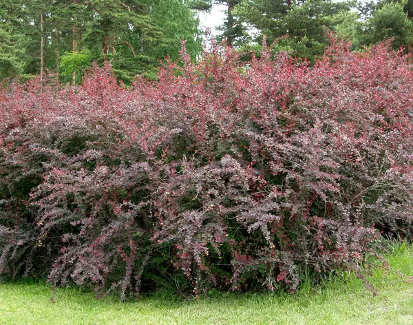 Hurmehappomarja Superba - Astiataimet - 3941264872057 - 1