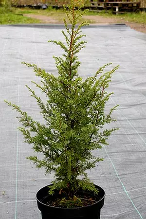 Isopilarikataja Urho - Katajat - AB10010011957 - 1