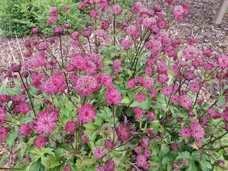 Isotähtiputki Sparkling Stars Red - Perennat - 6418362118877 - 2