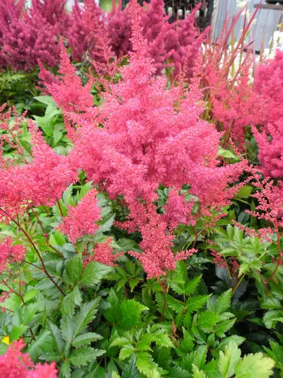 Japaninjaloangervo Bremen - Perennat - 6417481270077 - 1