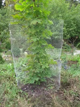 Jänisverkko 1,8m* 2,5 m - Kasvinsuojaus - 6430040627297 - 1