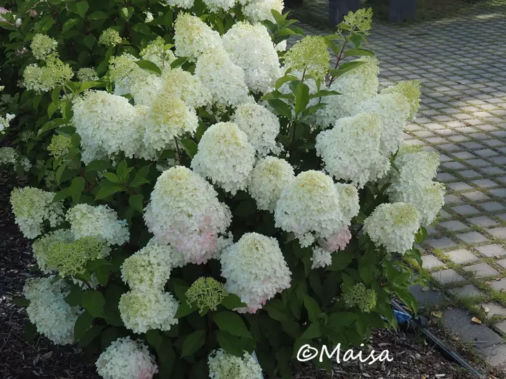 Japaninhortensia Pinkachu® - Astiataimet - 3948135173077 - 1