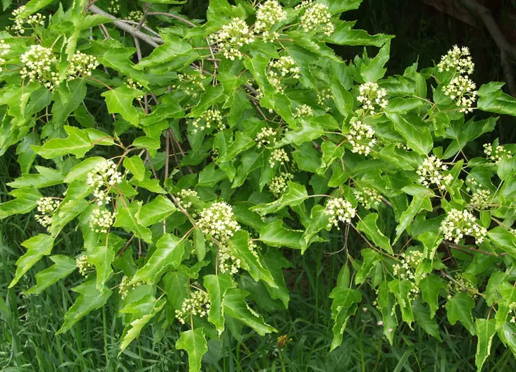 Jumbo mongolianpikkuvaahtera - Jumbotaimet - 3940523732217 - 1