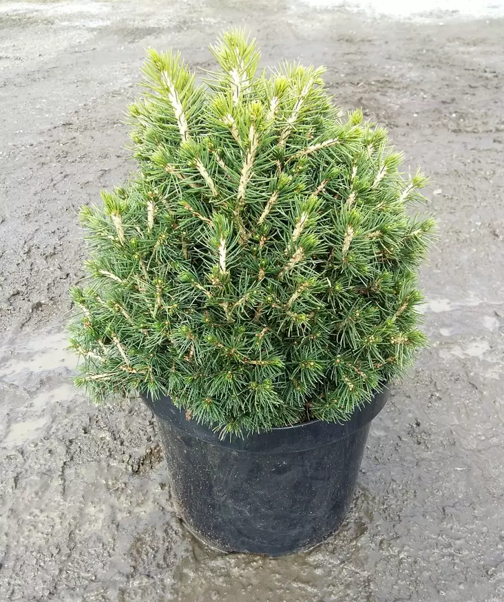 Kääpiökuusi Tompa - Kuuset - AB10010012227 - 1