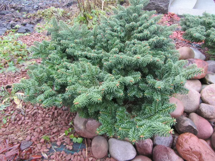 Kääpiöpalsamipihta Nana - Pihdat - 3940564599237 - 1