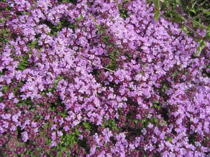 Kangasajuruoho - Perennat - 6417481275027 - 1