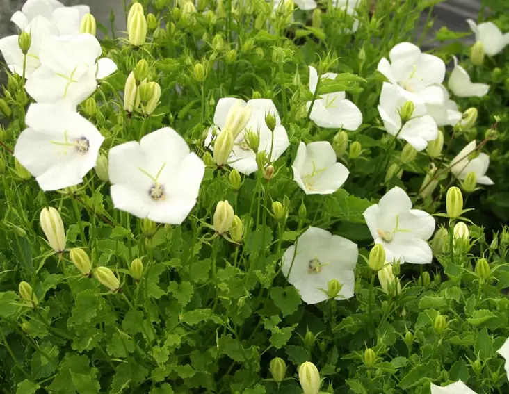 Karpaattienkello valkoinen - Perennat - 6430019380437 - 1