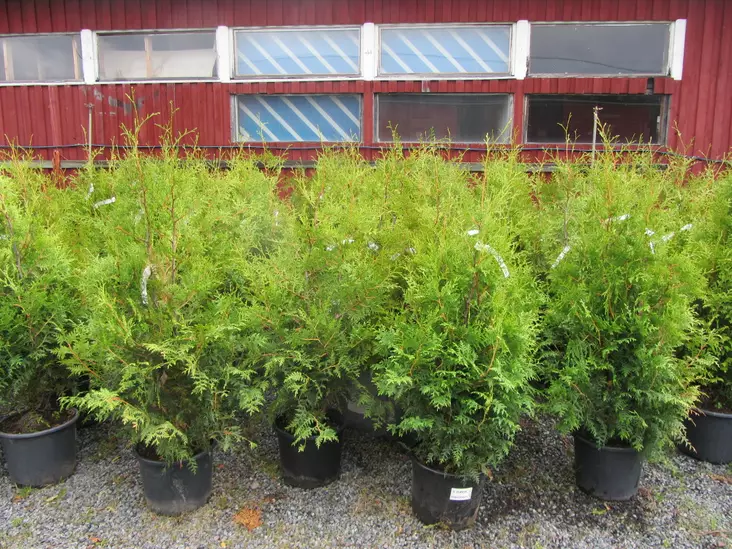 Kartiotuija Brabant - Tuijat - AB10010010467 - 1