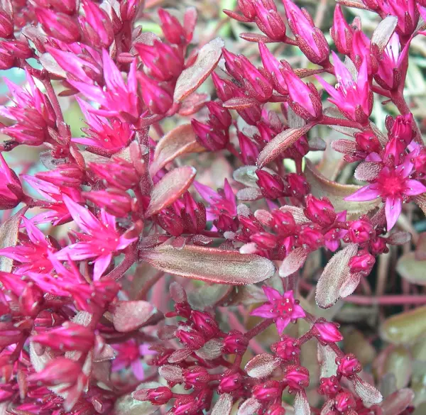 Kaukasianmaksaruoho Voodoo - Perennat - 6430019383247 - 1