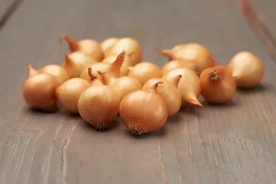 Keltasipuli 500g, `Stuttgarter` - Istukassipulit - 8713793000387 - 3