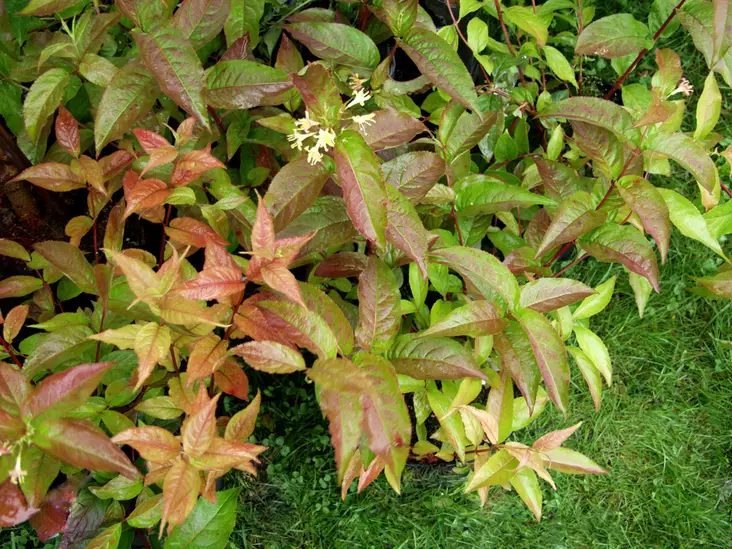 Keltavuohenkuusama Helo FinE® - Astiataimet - 3941355637947 - 1