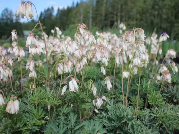 Kesäpikkusydän Alba - Perennat - AB10010012307 - 1