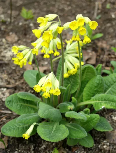 Kevätesikko - Perennat - 6418362100117 - 1