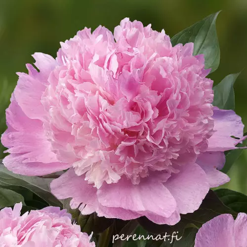 Kiinanpioni Angel Cheeks - Pionit - 3958055496347 - 1