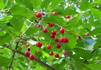 Kirsikka Huvimaja FinE® 150-200 - Kirsikkapuut - 3940534026107 - 1