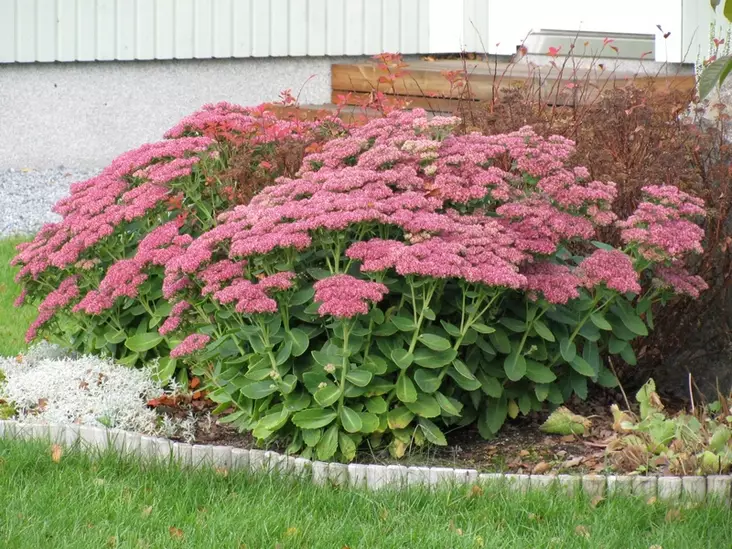 Komeamaksaruoho Herbstfreude - Perennat - 6430019382127 - 1