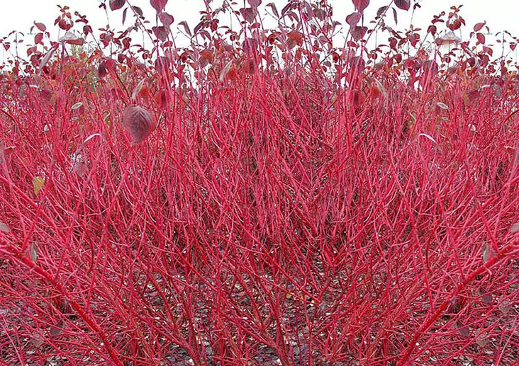 Korallikanukka Sibirica - Astiataimet - 3940516117137 - 1